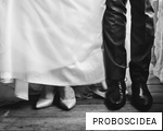 PROBOSCIDEA anagram