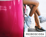 PROBOSCIDEA anagram