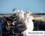 PROENZYME anagram