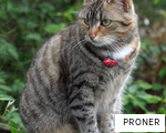 PRONER anagram