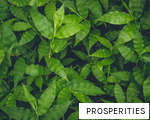 PROSPERITIES anagram