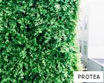 PROTEA anagram