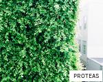 PROTEAS anagram