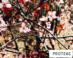 PROTEAS anagram