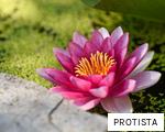 PROTISTA anagram