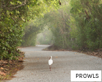 PROWLS anagram