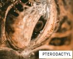 PTERODACTYL anagram