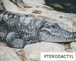 PTERODACTYL anagram