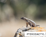 PTERODACTYL anagram