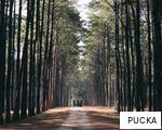 PUCKA anagram