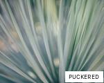 PUCKERED anagram