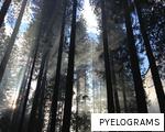 PYELOGRAMS anagram