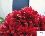PYX anagram