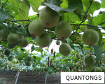 QUANTONGS anagram