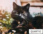 QUARTIC anagram