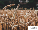 RAGEE anagram