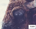 RAM anagram