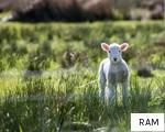 RAM anagram
