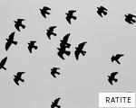 RATITE anagram
