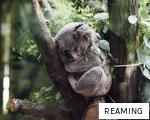 REAMING anagram