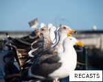 RECASTS anagram