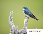 REDSTART anagram