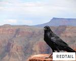 REDTAIL anagram
