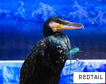 REDTAIL anagram