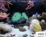 REEF anagram
