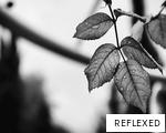 REFLEXED anagram