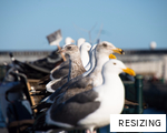 RESIZING anagram