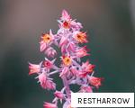 RESTHARROW anagram