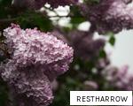 RESTHARROW anagram