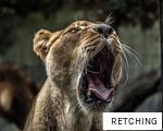 RETCHING anagram