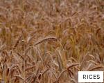RICES anagram