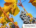 RIESLINGS anagram