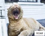 ROAR anagram