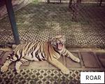 ROAR anagram