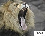 ROAR anagram