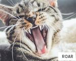 ROAR anagram