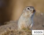 RODEN anagram