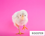 ROOSTER anagram