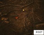 ROOT anagram
