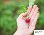 ROOT anagram