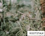 ROOTSTALK anagram