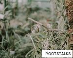 ROOTSTALKS anagram