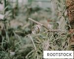 ROOTSTOCK anagram