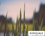 RORQUALS anagram