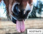 ROSTRATE anagram