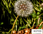 ROTED anagram